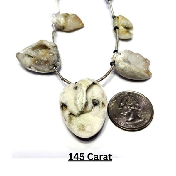Cowry Shell