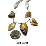 Cowrie shells, Jewelry making supplies, Necklace pendants, Bracelet charms, Anklet accessories, Cowrie shell jewelry, Shell beads, Handmade jewelry components, Natural shell accents, Beach-inspired jewelry