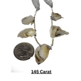 Cowrie shells for jewelry making